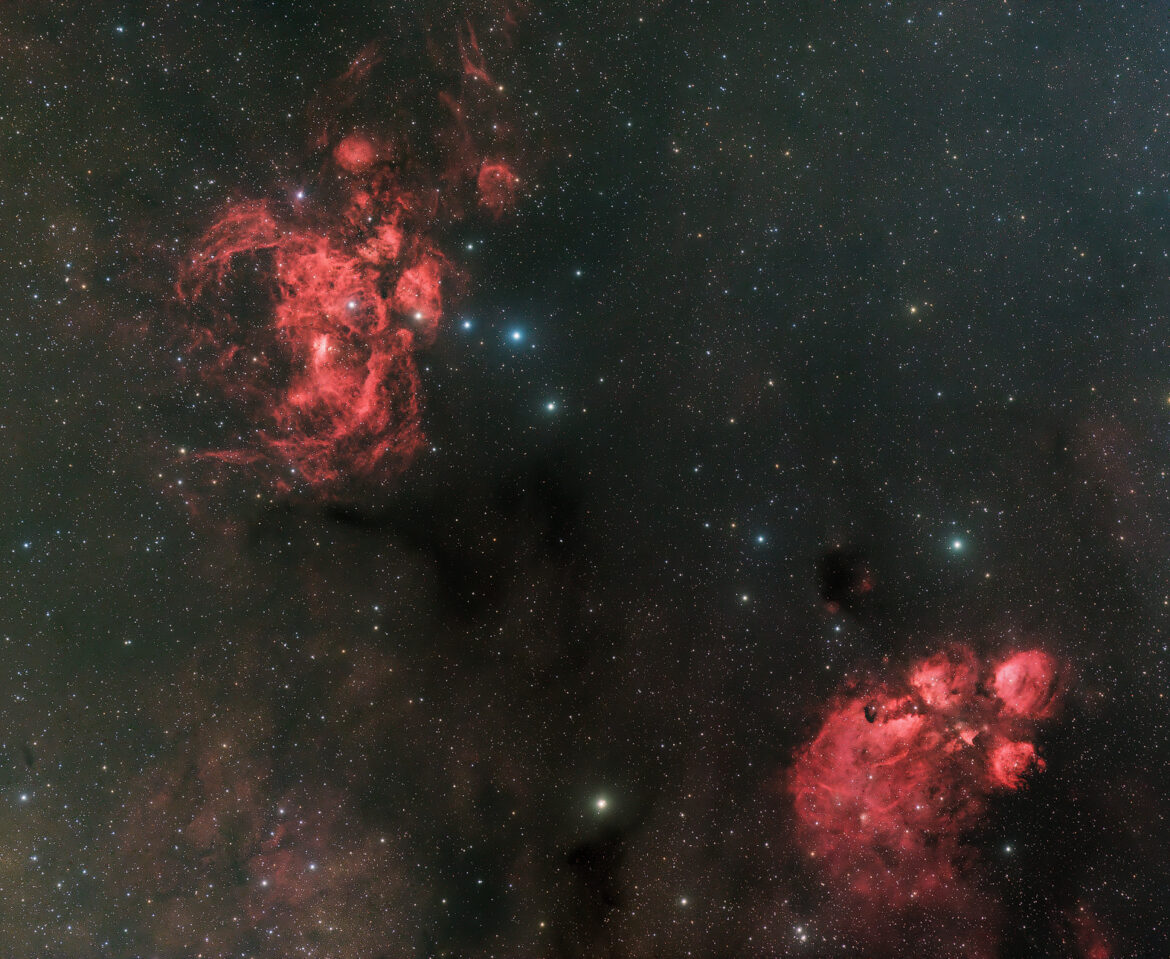 Hummer- und Katzenpfotennebel