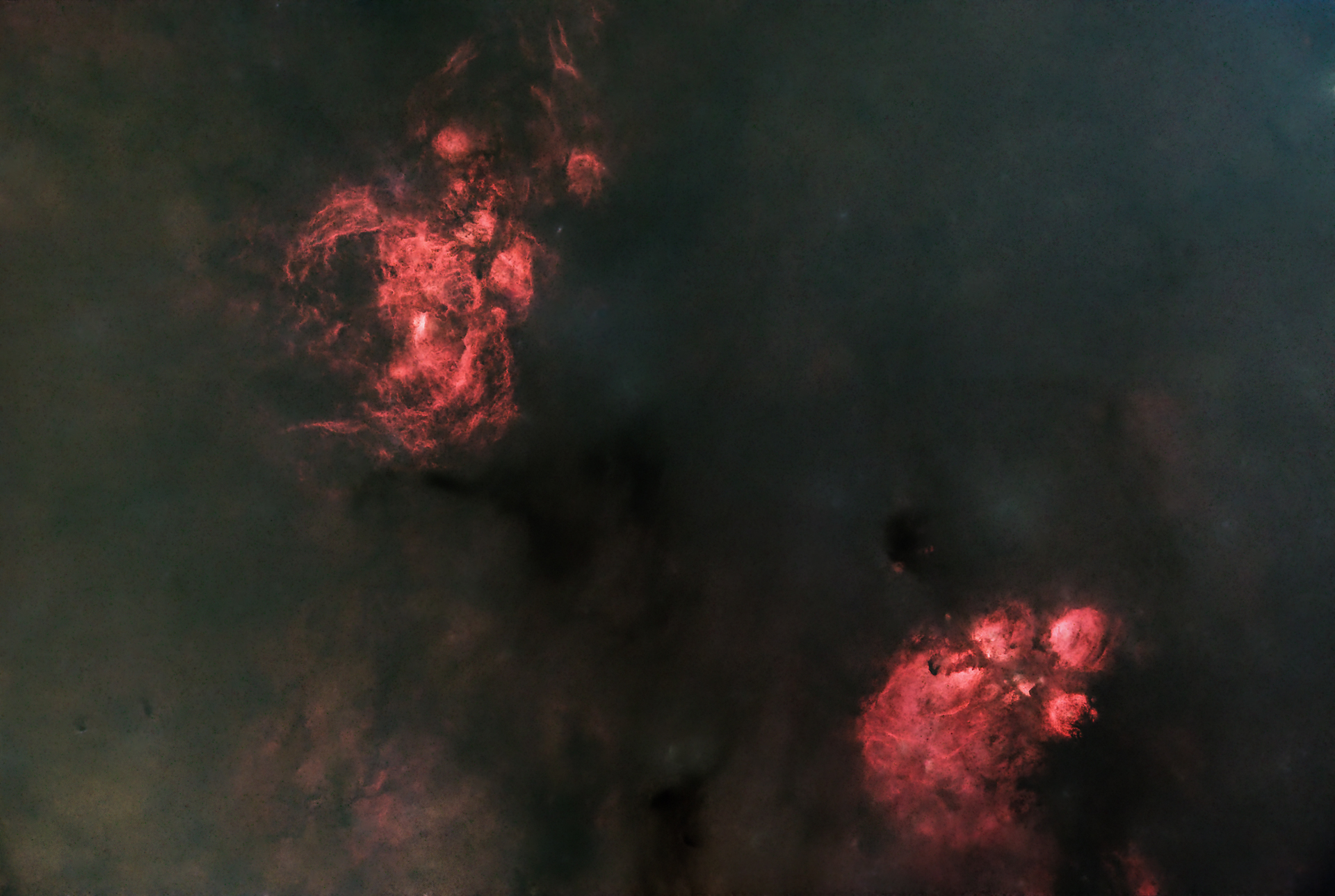 Hummer Und Katzenpfotennebel