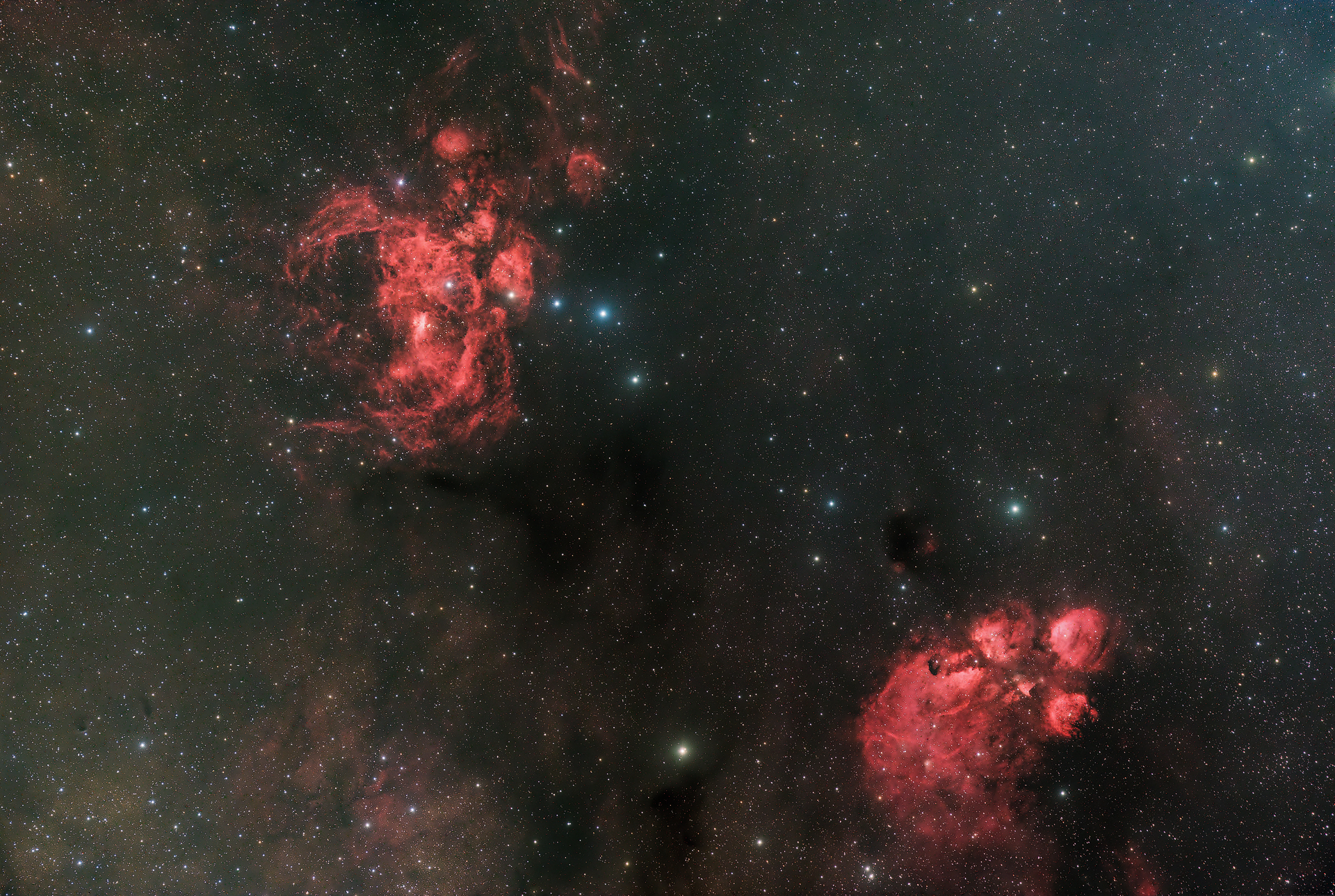 Hummer Und Katzenpfotennebel